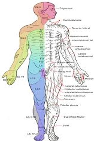 Terminology in Physiotherapy